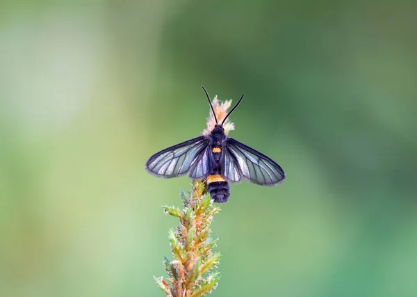 Tigergrassborer Zůstaň Ráno Trávě Rozmazaným Pozadím — Stock fotografie