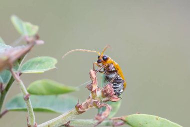 Kabak böceği, Kabak böceği, Kabak böceği) Bulanık bir arka planda dalda küçük bir portakal böceği.