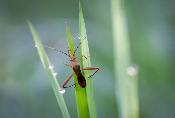 Broad Headed Bugs Alydidae Its Body Brown Long Legs Grass — Stock Photo, Image