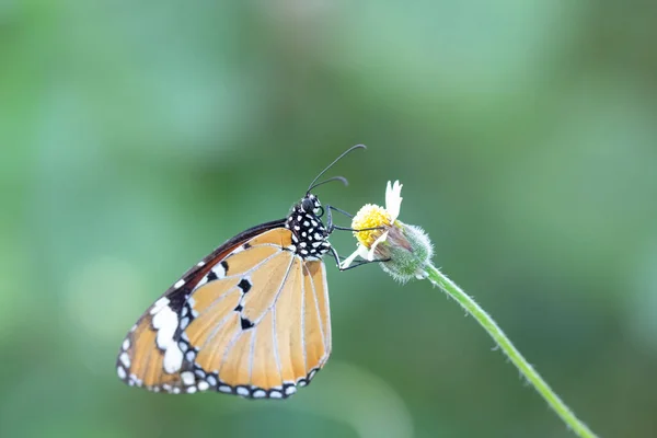 Danaus Chrysippus Chrysippus Linnaeus 1758 Plain Tiger Egy Narancssárga Pillangó — Stock Fotó