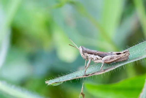 Gray Grasshopper Backyard Grass Blurred Background — Stock Photo, Image