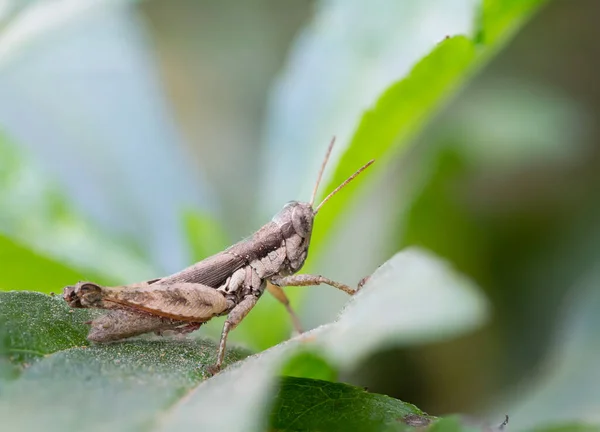 Grasshoppers Green Leaves Park — Stock Photo, Image