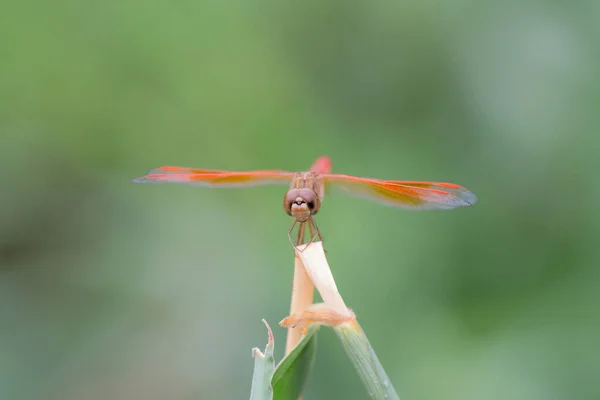 Asian Amberwing Orange Skimmer Common Amberwing Brachythemis Contaminata Libellulidae Orange — Stock Photo, Image