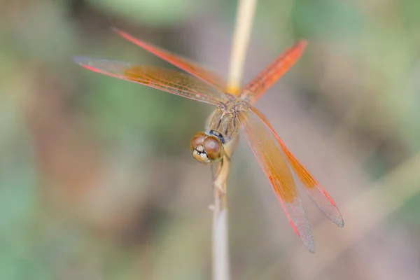 Asian Amberwing Orange Skimmer Common Amberwing Brachythemis Contaminata Libellulidae Оранжевая — стоковое фото