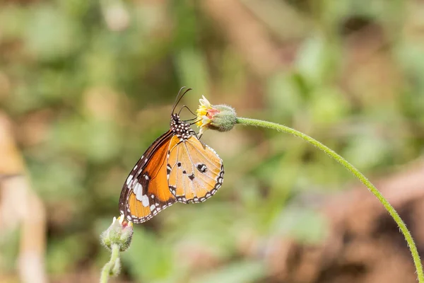 Danaus Chrysippus Chrysippus Linnaeus 1758 Sima Tigris Narancs Pillangók Virágokat — Stock Fotó