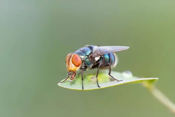 Mosca Del Soplo Mosca Botella Azul Chrysomya Megacephala Una Mosca — Foto de Stock