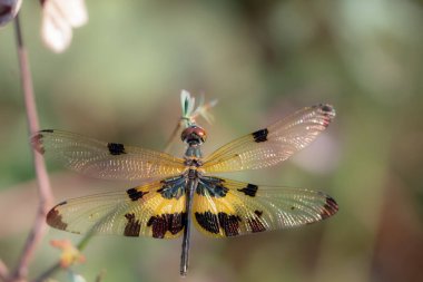 Rhyothem phyllis, ormanda küçük bir dalda bulanık bir arka planda sarı-siyah bir yusufçuk..