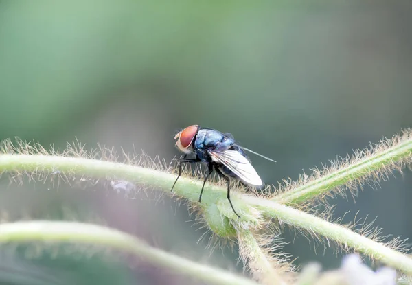 Mosca Verde Sienta Tronco Una Planta Peluda Sobre Fondo Claro — Foto de Stock