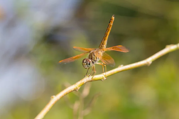 Asian Amberwing Orange Skimmer Common Amberwing Brachythemis Contaminata Libellulidae Female — Stock Photo, Image