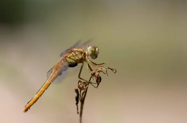 Азиатский Amberwing Orange Skimmer Common Amberwing Brachythemis Contaminata Libellulidae Самка — стоковое фото