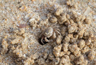 Hayalet yengeç, (O makrocera) Küçük yengeçler kumsaldan saklanmak için deliğe giriyorlar..