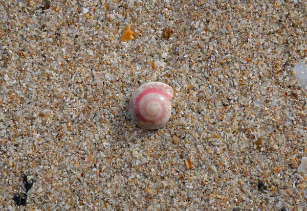 Pink Circle Shells Beach — Stock Photo, Image