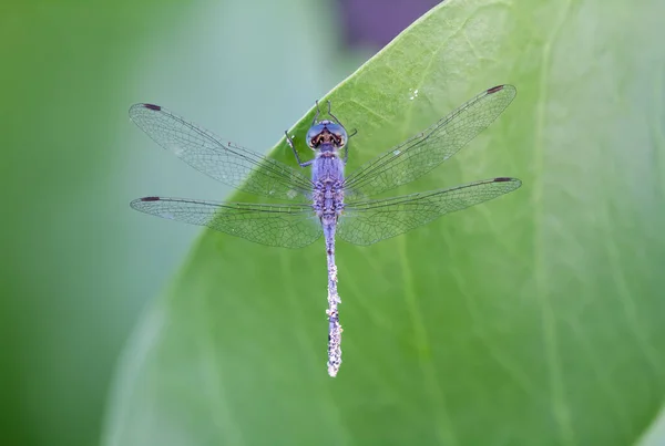 Blue Dragonfly Sits Leaf Seashore Sandy Tail — Stock Photo, Image