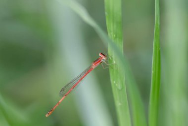 Turuncu iğneli yusufçuk yaprakların arasında bulanık yeşil bir arka planda.