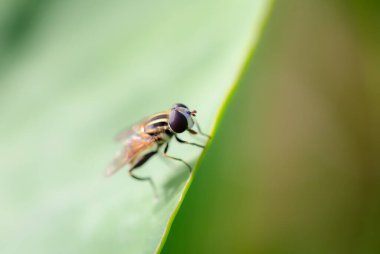 Helophilus sarkacı, yaprakların kenarında hafif bir arkaplanda..