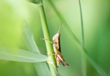 Çekirge çimlerin gövdesine yapışıyor, açık yeşil arka plan..