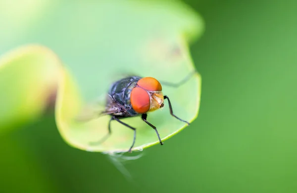 Oriental Latrine Fly Chrysomya Megacephala Fabricius Краю Листьев Светлом Фоне — стоковое фото