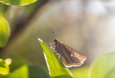 Caltoris malaya (Evans, 1926), Malaya Swift, Kahverengi kelebekler güzel bir sabah parıltısına sahip olmayan yaprakların üzerinde yatarlar..