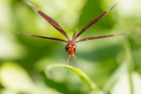 Gemeiner Sonnenschirm Grasshawk Libelle Neurothemis Fluctuans Die Purpurgeflügelte Libelle Liegt — Stockfoto