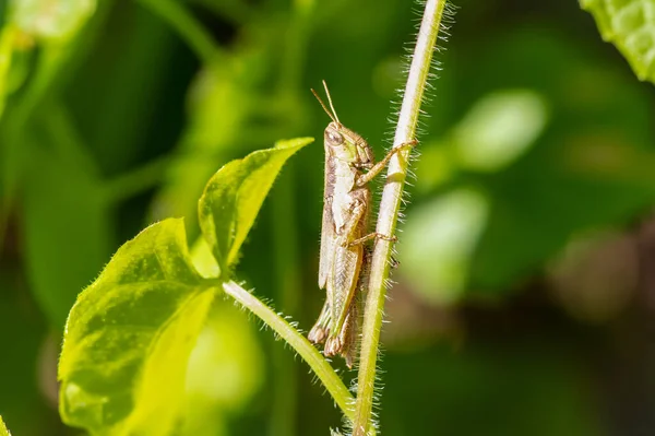 Grasshopper Sneak Trunk Hairy Plant — Stock Photo, Image
