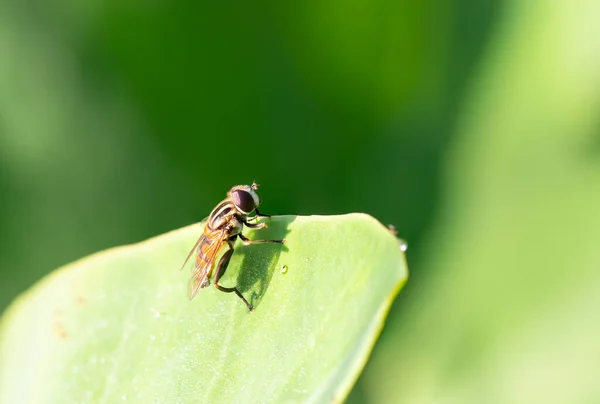 Hover Flies Helophilus Insignis Краю Листа Парке — стоковое фото