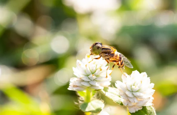 Eristalinus Megacephalus Hoverfly Муха Білій Квітці Боке Ранковим Світлом — стокове фото