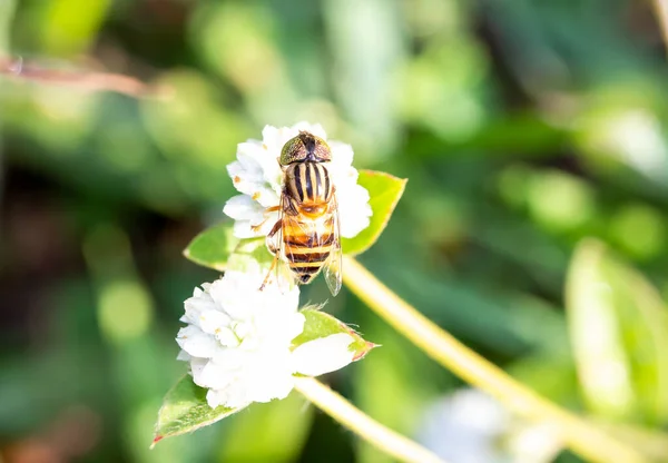 Eristalinus Megacephalus Hoverfly Μια Μύγα Ένα Λευκό Λουλούδι Φως Πρωί — Φωτογραφία Αρχείου