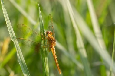 Globe Skimmer (Pantala flavescens), Turuncu iğne yusufçuğu doğada çimlerin kenarına yapışır..
