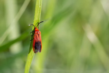 Ptychoglene coccinea, kırmızı ve siyah kanatlı güveler bahçenin yaprakları üzerinde, sabah