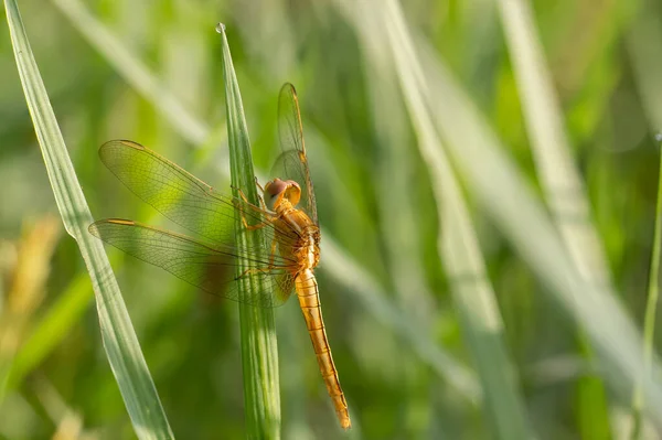 Globe Skimmer Pantala Flavescens Orange Needle Dragonfly Sticks Edge Grass — Stock Photo, Image