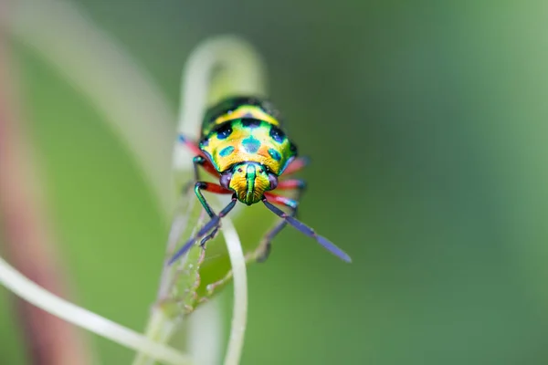 Lychee Shield Bug Chrysocoris Stolii Scutelleridae Calidea Dregii Colorful Green — 图库照片
