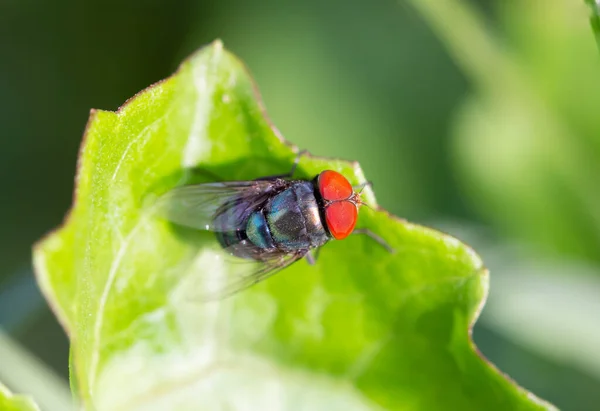 Lychee Shield Bug Chrysocoris Stolii Scutelleridae Calidea Dregii Colorful Green — стоковое фото