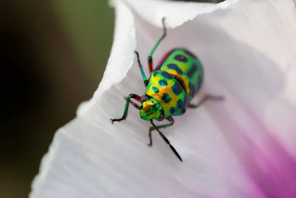 Lychee Shield Bug Chrysocoris Stolii Scutelleridae Calidea Dregii Colorful Green Стоковая Картинка