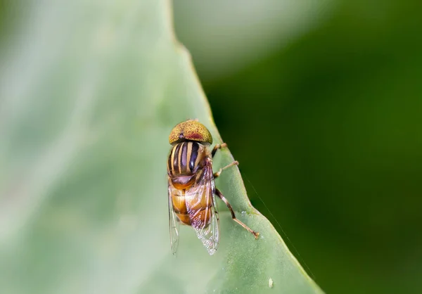 Eristalinus Arvorum Цветочная Муха Сидящая Листке Природе Размытом Зеленом Фоне — стоковое фото