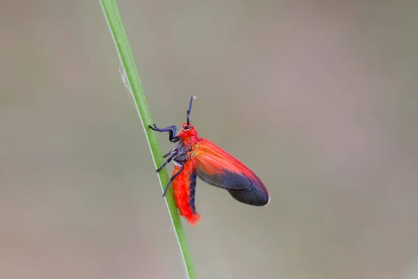 Ptychoglene Coccinea Ein Leuchtend Roter Geflügelter Falter Eine Schwarze Untere — Stockfoto
