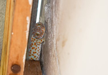 Turuncu benekli kertenkele banyo tavanına yapışmış..