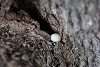 Doğadaki ağaçlardaki kertenkele yumurtaları