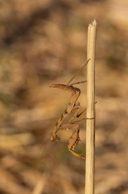 Mantodea, kahverengi peygamber devesi tarladaki kuru pirinç bitkisinin üzerine tünemişti..