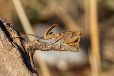 Mantodea, bulanık bir arka plana karşı doğada bir dala tünemiş kahverengi bir peygamberdevesi..