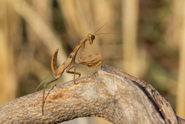 Mantodea, bulanık bir arka plana karşı doğada bir dala tünemiş kahverengi bir peygamberdevesi..