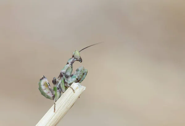 Camuflagem Verde Mantis Poleiro Palha Campo — Fotografia de Stock