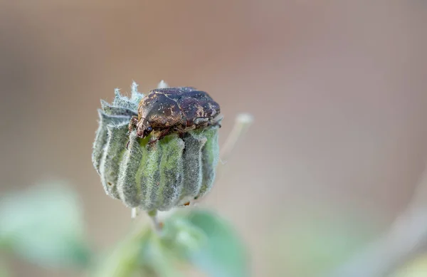 Hnědí Brouci Hřadují Zrnku Lesa Rozmazaném Světlém Pozadí — Stock fotografie