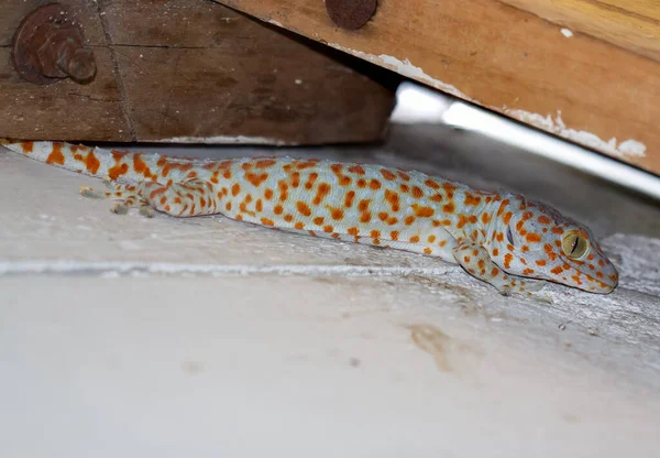 Orange Polka Dot Gecko Clings Bathroom Ceiling — Stock Photo, Image