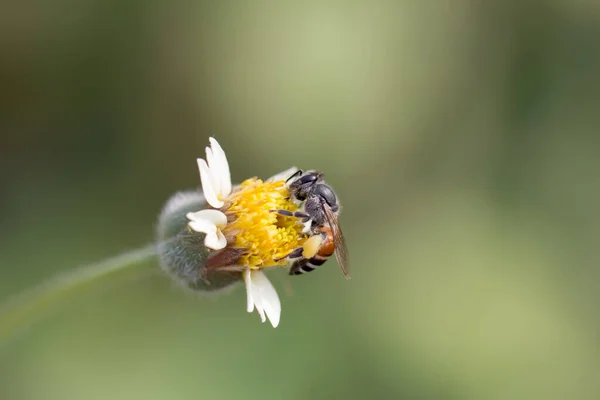 Apis Florae Pszczoły Polują Nektar Gdzie Białe Kwiaty Sadzonek Naturze — Zdjęcie stockowe