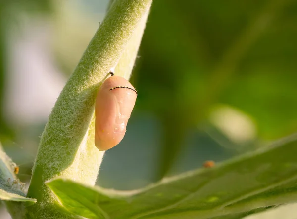 Una Pupa Farfalla Rosa Attaccata Tronco Albero — Foto Stock