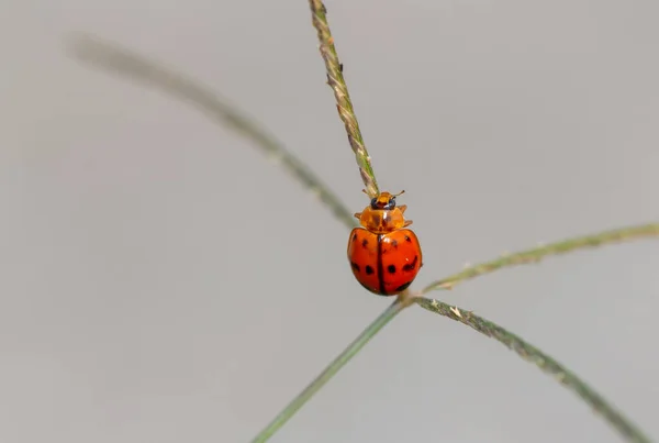 Joaninha Manchada Laranja Com Pontos Pretos Grama Contra Fundo Embaçado — Fotografia de Stock