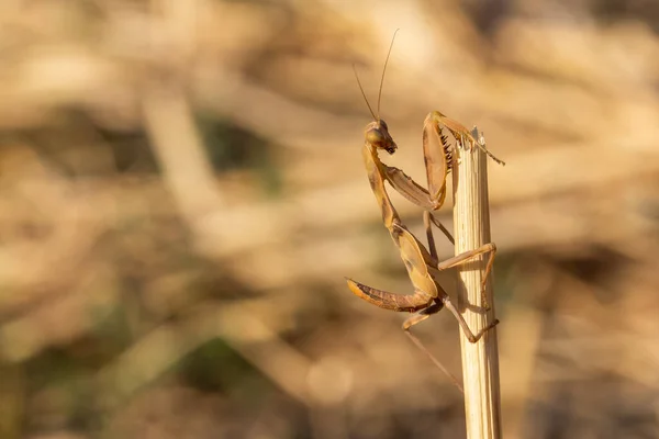 Mantodea Brown Praying Mantis Perched Dry Rice Plant Field Blurred — Stock Photo, Image