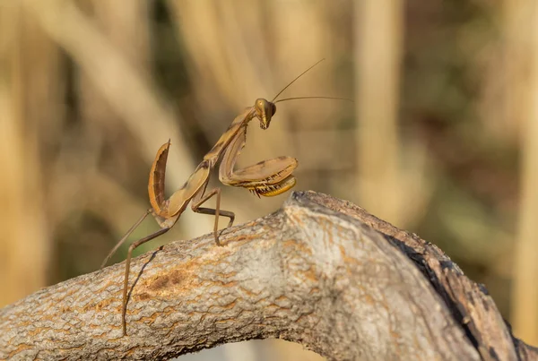 Mantodea Brown Praying Mantis Perched Branch Nature Blurred Background — Stock Photo, Image