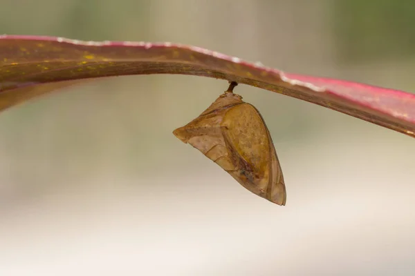 Brązowy Motyl Pupa Uwięziony Pod Czerwonym Liściem Naturze Rozmytym Miękkim — Zdjęcie stockowe
