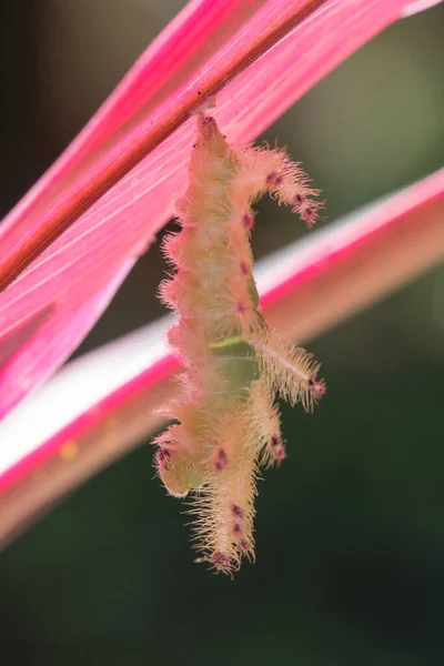 Raupe Liegt Unter Einem Roten Blatt Der Natur Vor Einem — Stockfoto